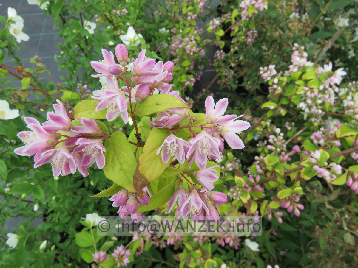 Deutzia Strawberry Fields - Macro2.JPG